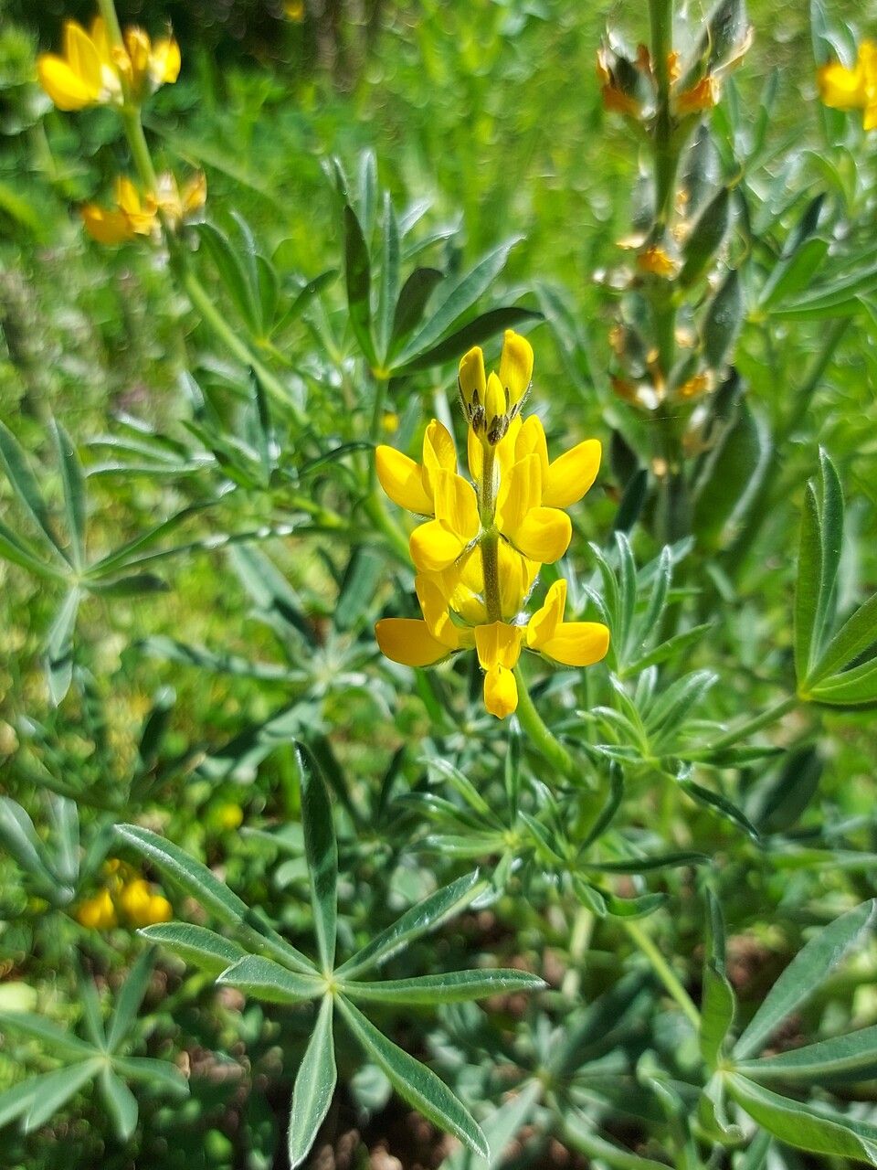 Lupinus luteus flower