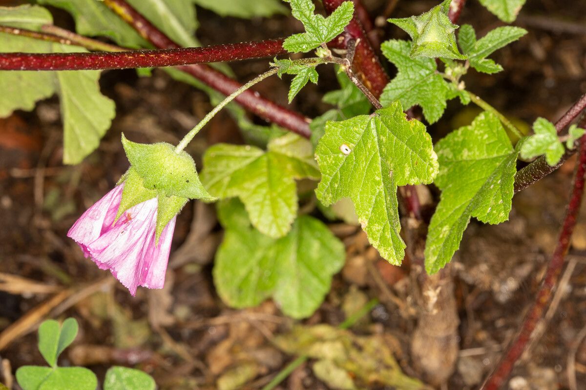 Malva punctata — search result for 'Malva'