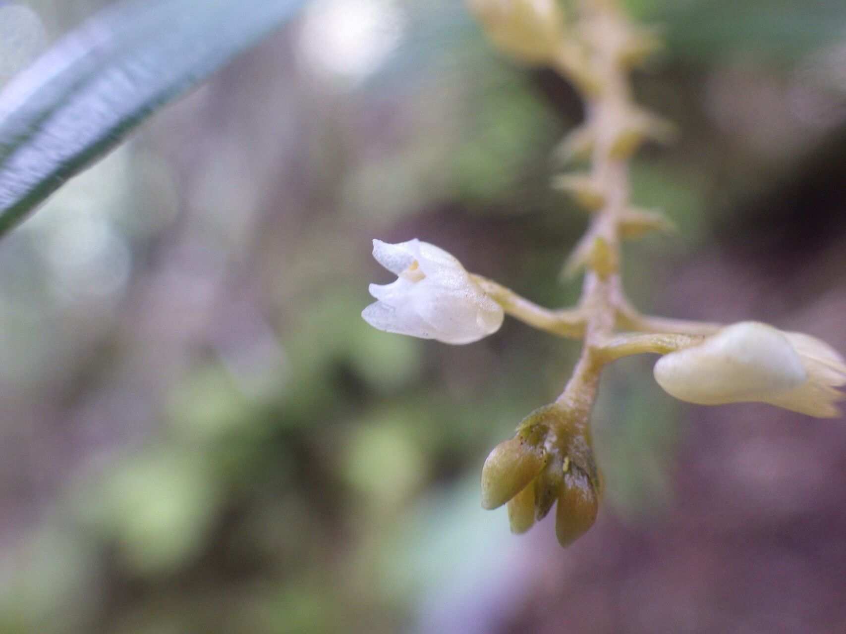 Thelasis sphaerocarpa flower