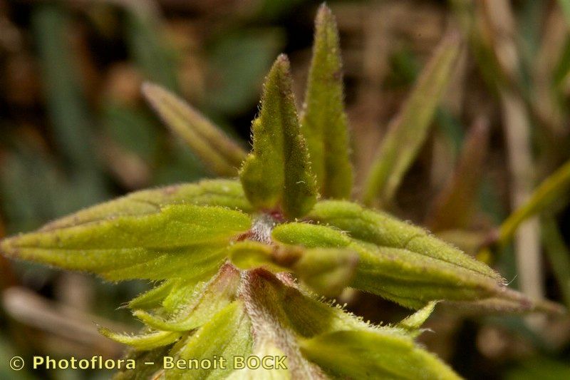 Odontites cebennensis fruit