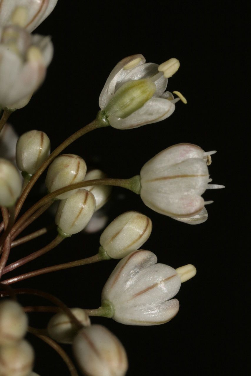 Allium pallens flower