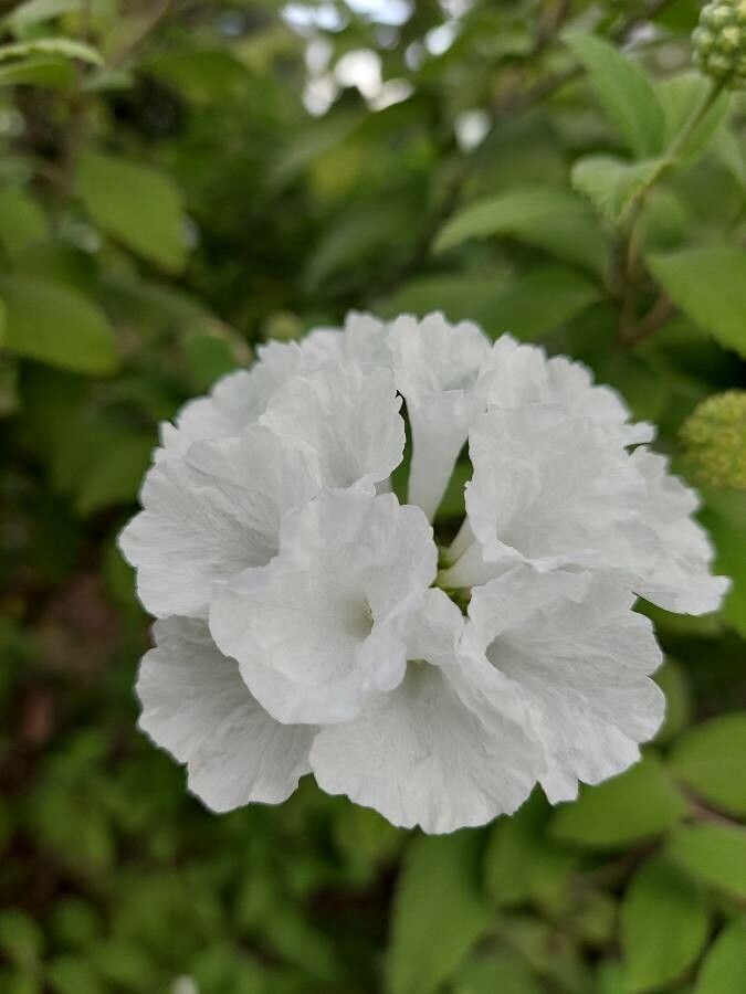 Varronia leucocephala flower
