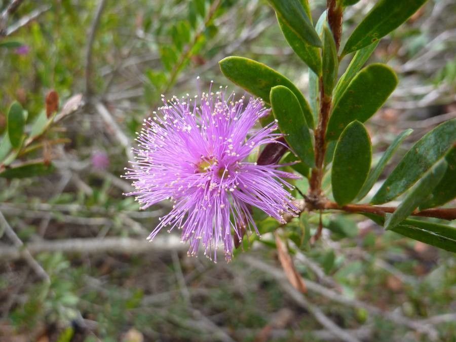 Melaleuca nesophila flower
