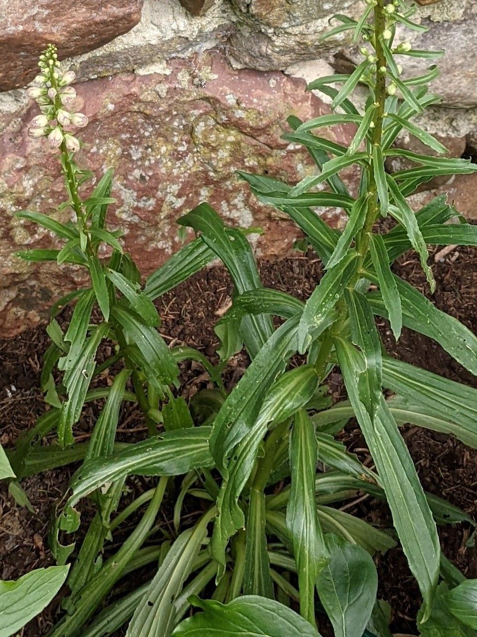Digitalis ferruginea