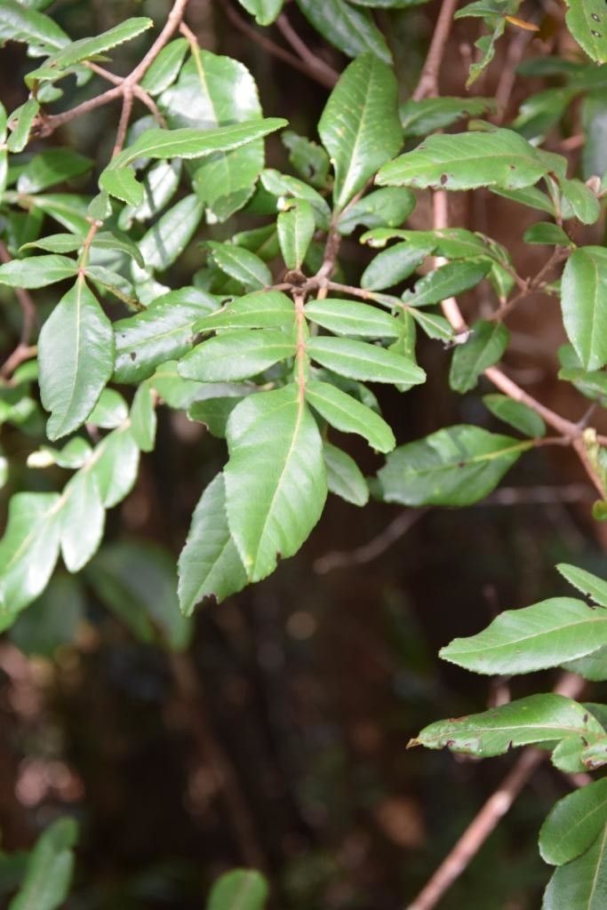 Cunonia × alticola — houseplant care guide