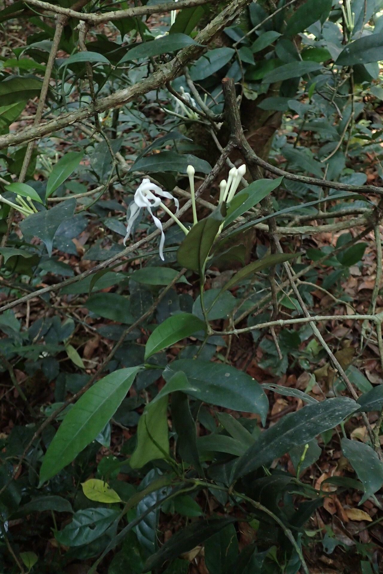 Tabernaemontana eglandulosa habit