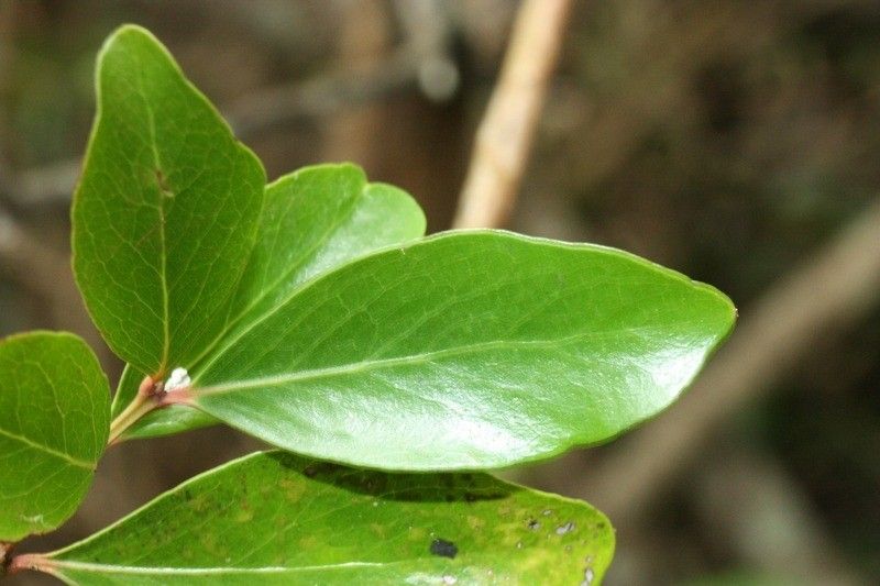 Pleurostylia pachyphloea leaf