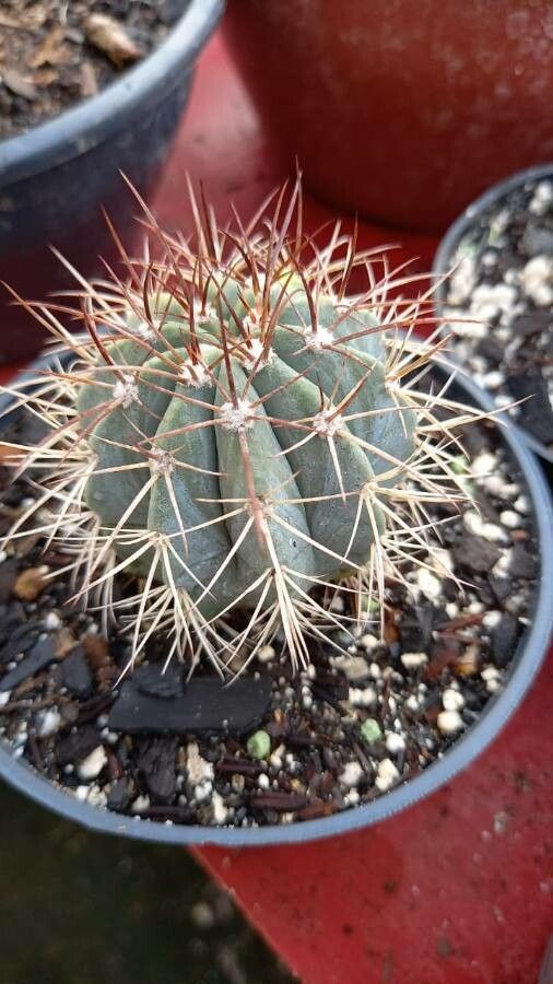 Melocactus azureus bark