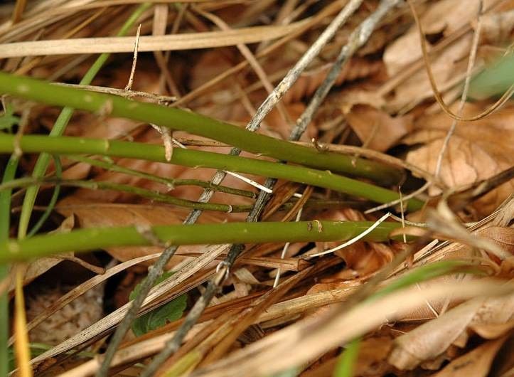 Adenophora liliifolia bark