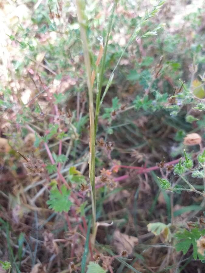 Agrostis stolonifera leaf