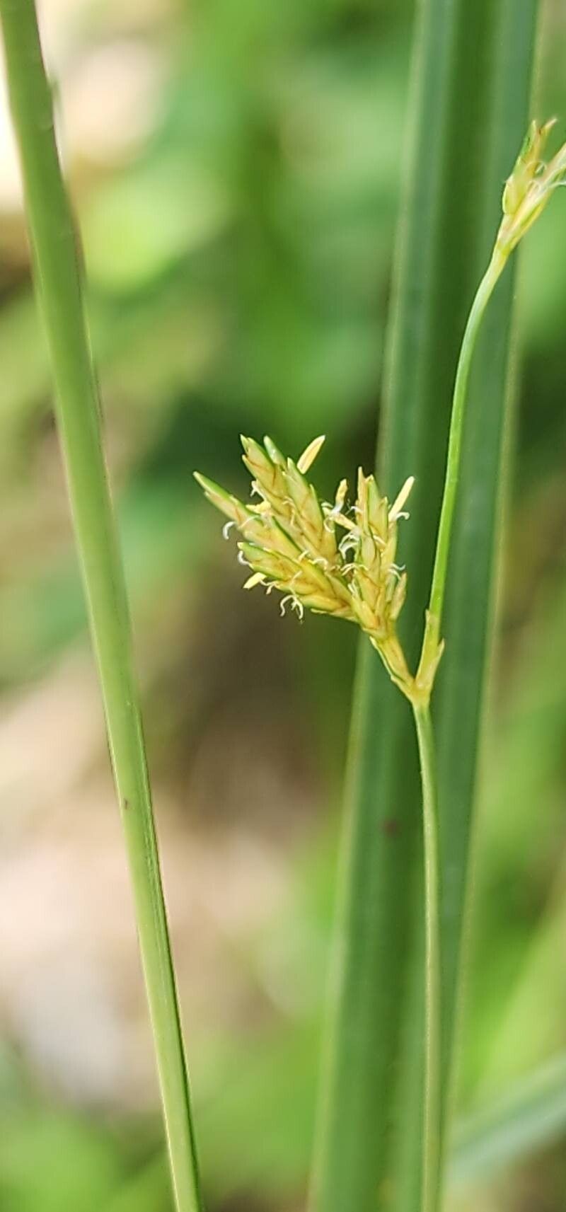 Cyperus serotinus flower