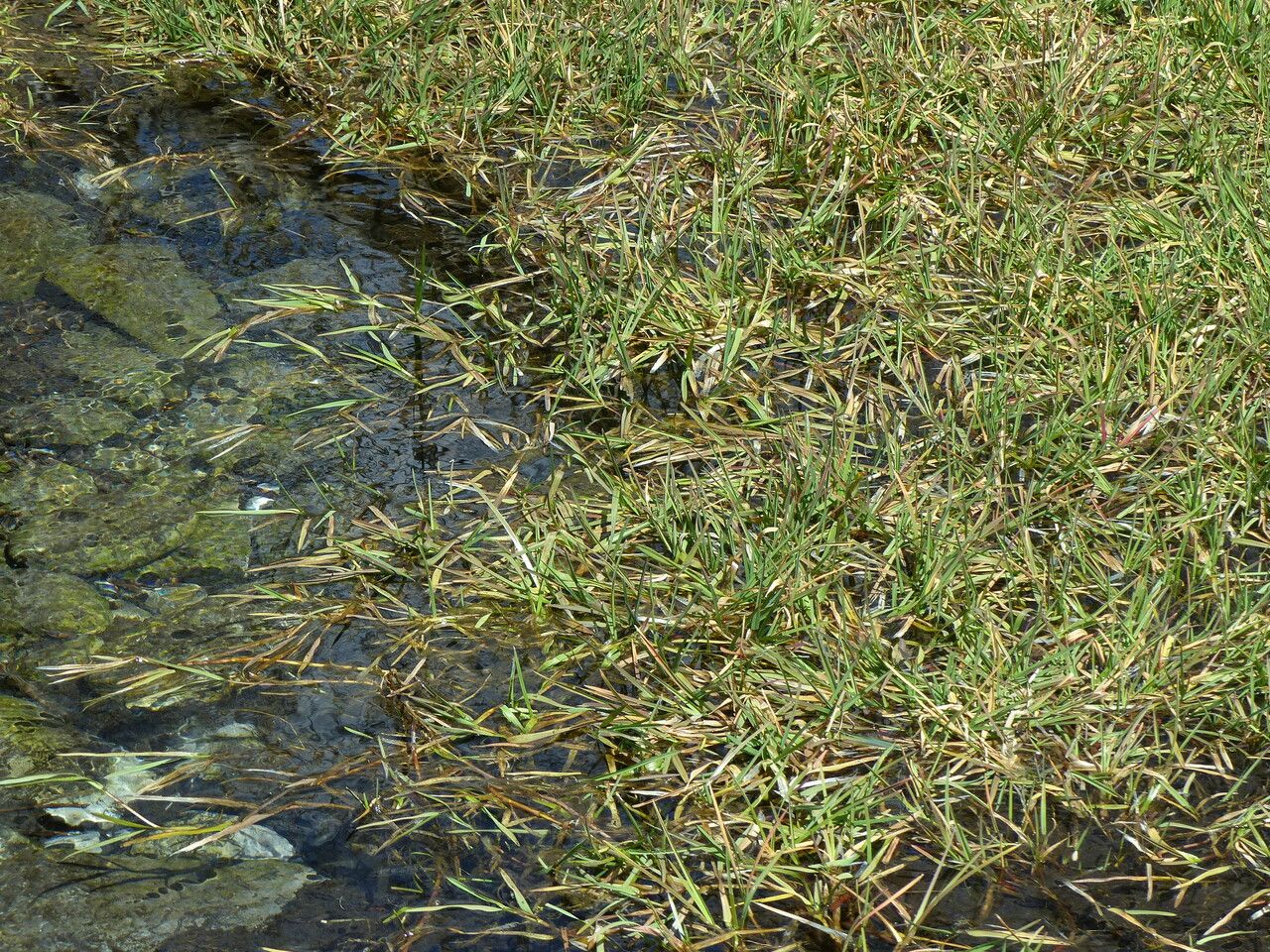 Potamogeton gramineus habit