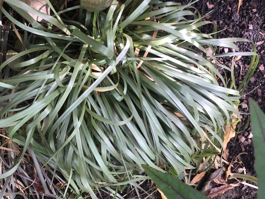 Chrysopogon argutus habit