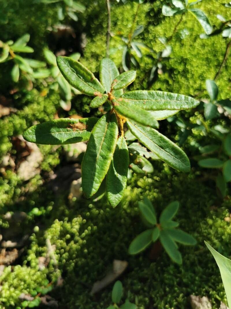 Ledum groenlandicum leaf