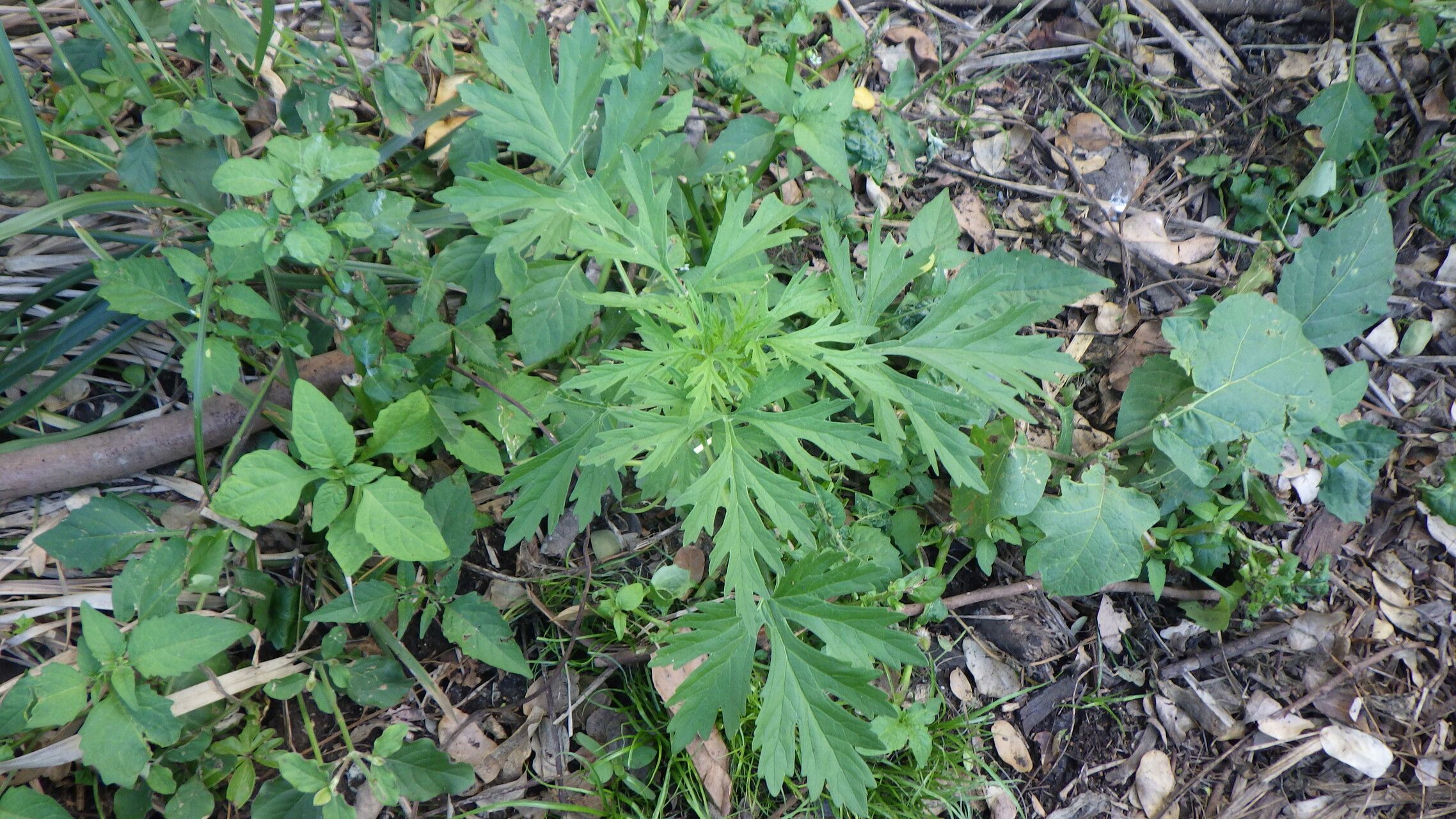 Leonurus japonicus habit