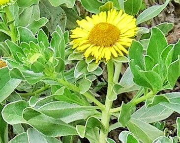 Asteriscus daltonii — related species from the same genus