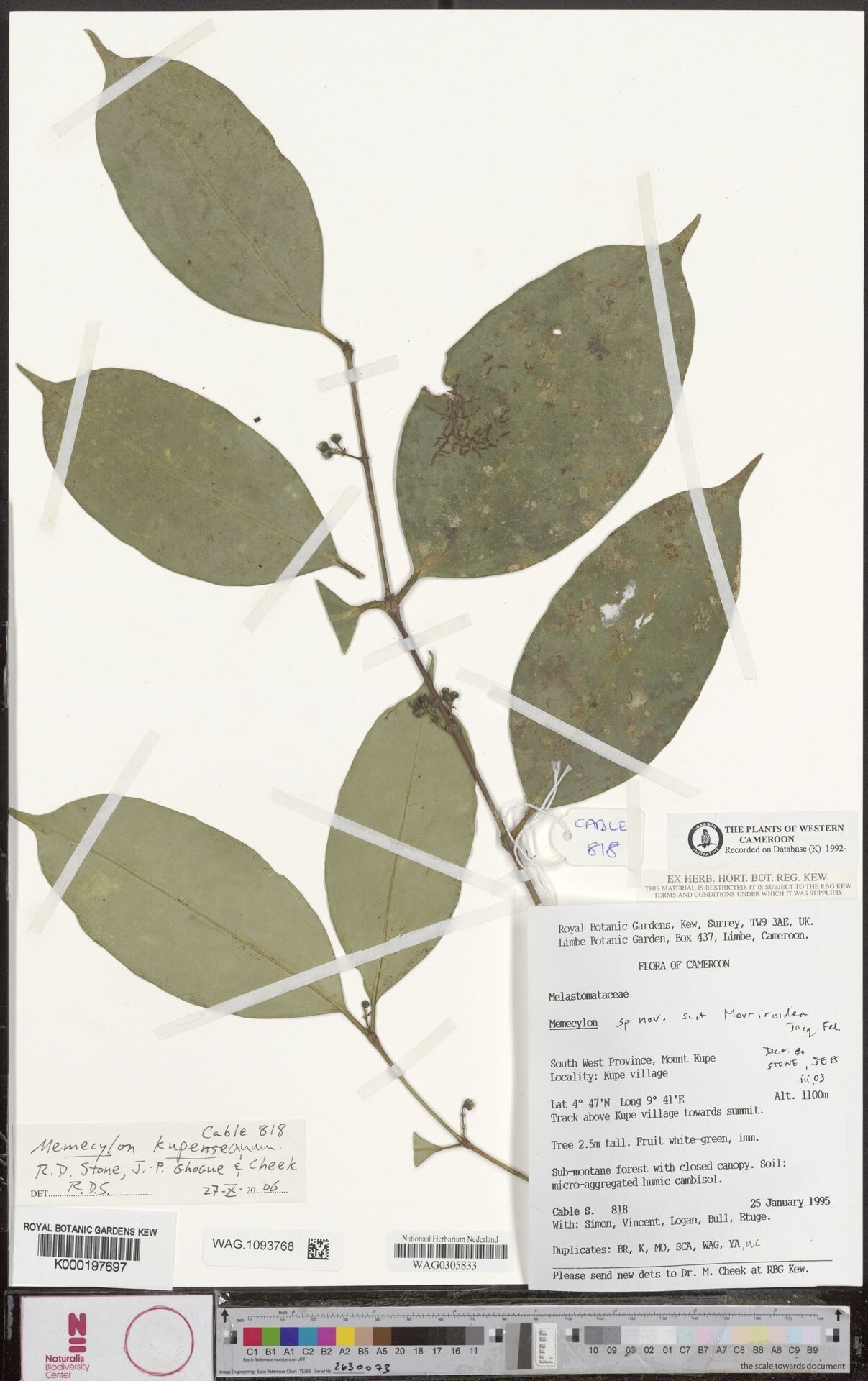 Memecylon kupeanum — houseplant care guide