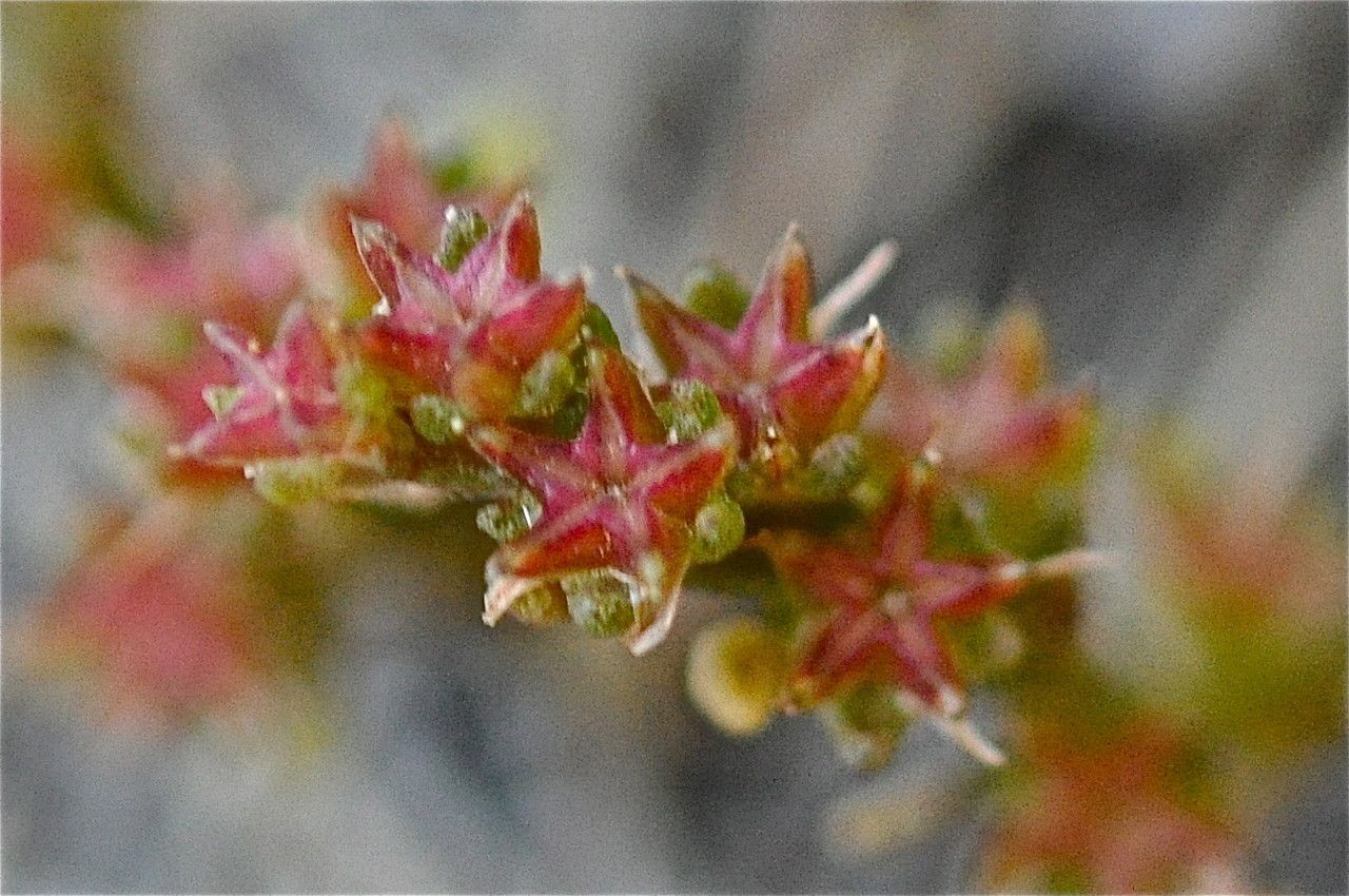 Sedum litoreum fruit
