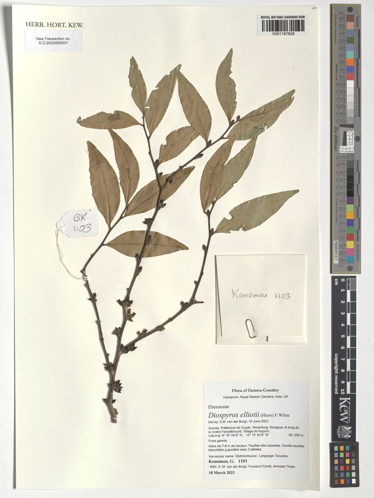 Diospyros elliotii — houseplant care guide