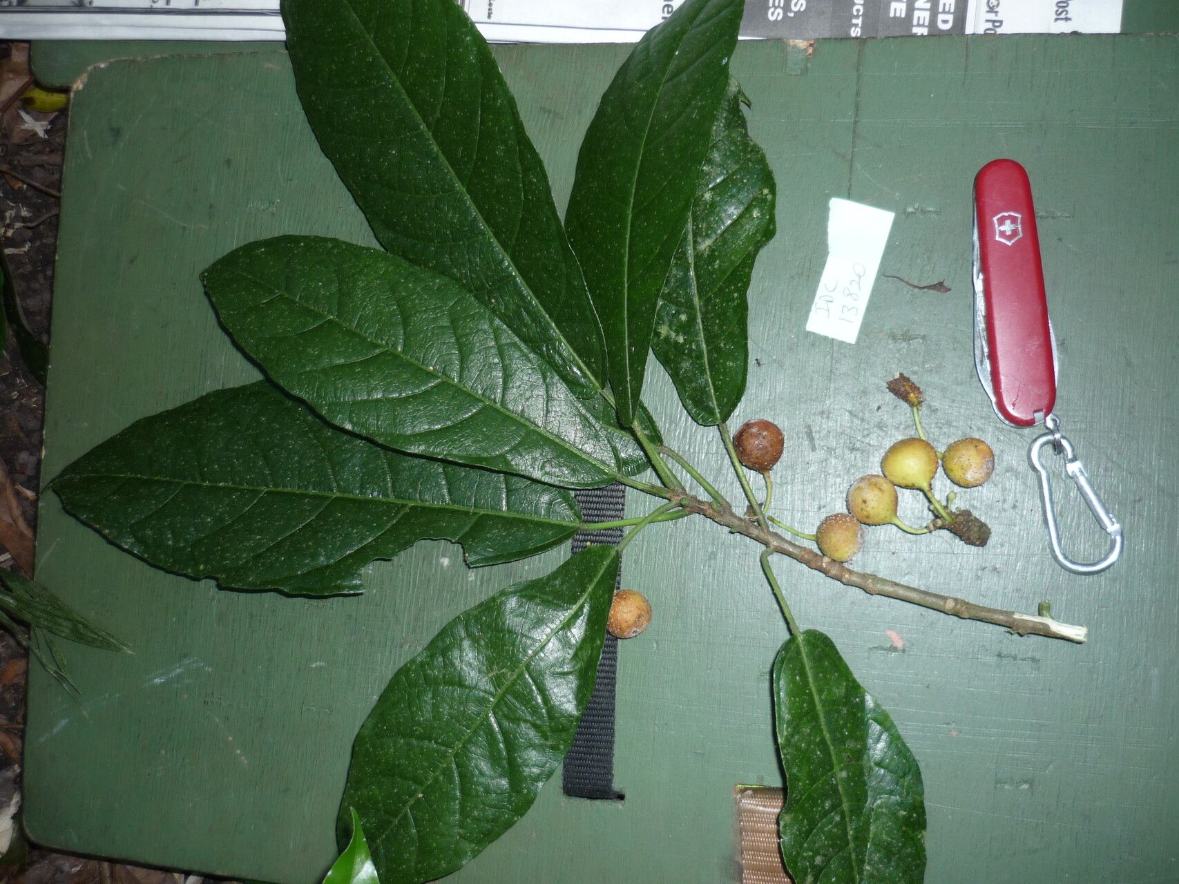 Ficus copiosa — houseplant care guide