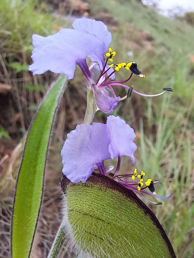 Commelina neurophylla flower