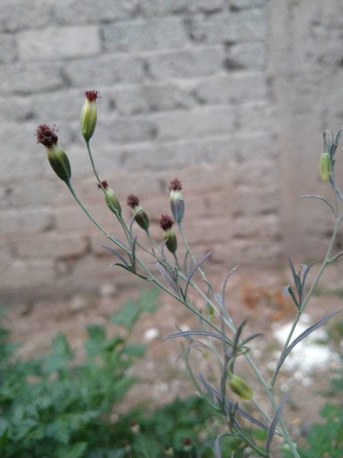 Porophyllum linaria other