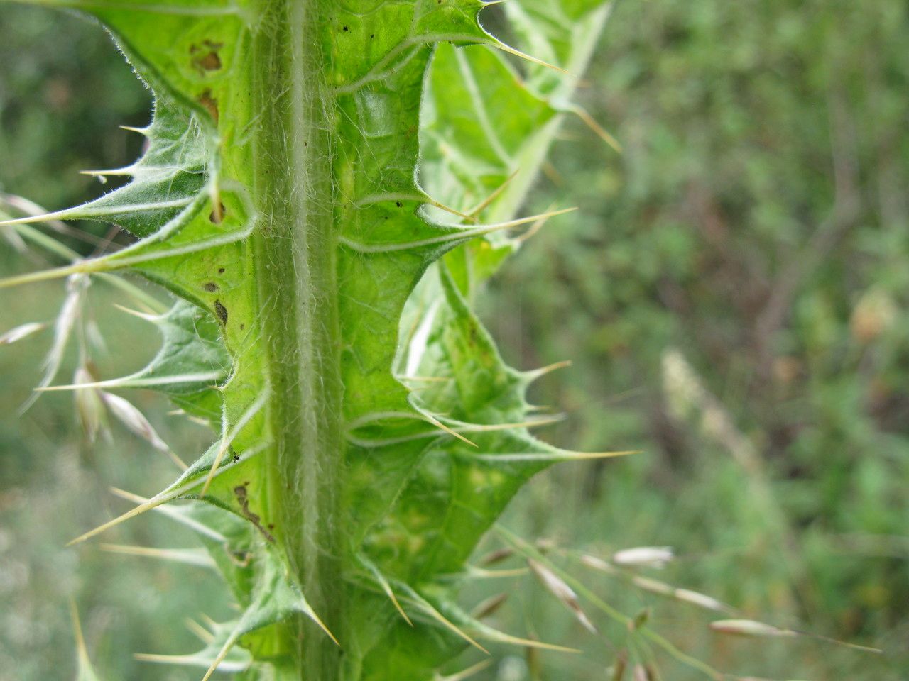 Onopordum eriocephalum leaf