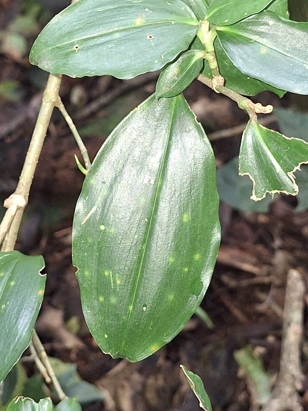 Dracaena laxissima — search result for 'Dracaena'
