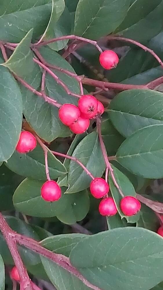 Cotoneaster meiophyllus fruit