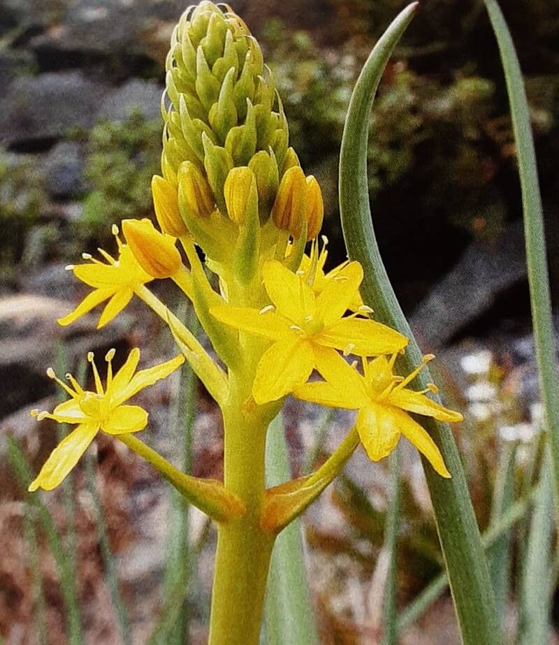 Bulbinella hookeri — related species from the same genus
