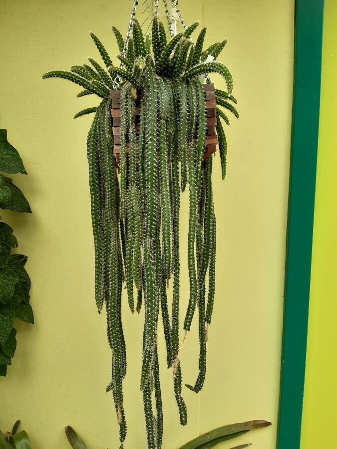 Selenicereus validus habit