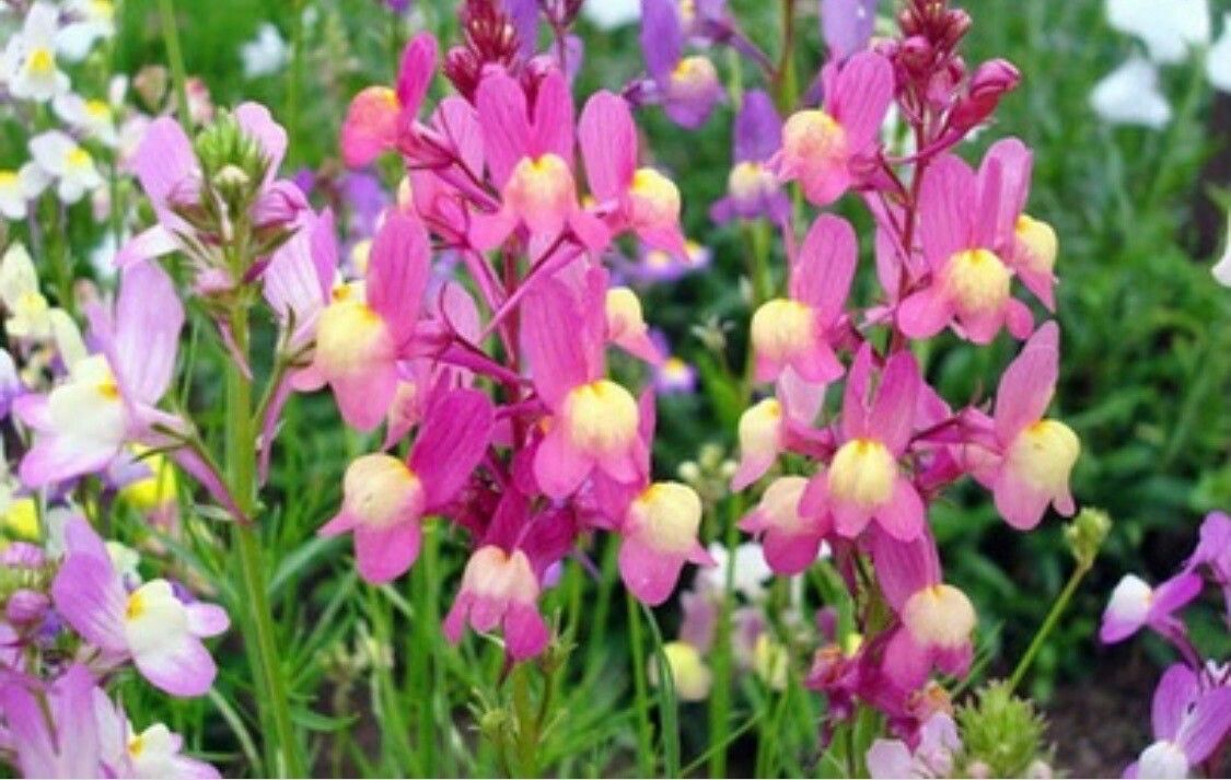 Linaria ricardoi — search result for 'Linaria'