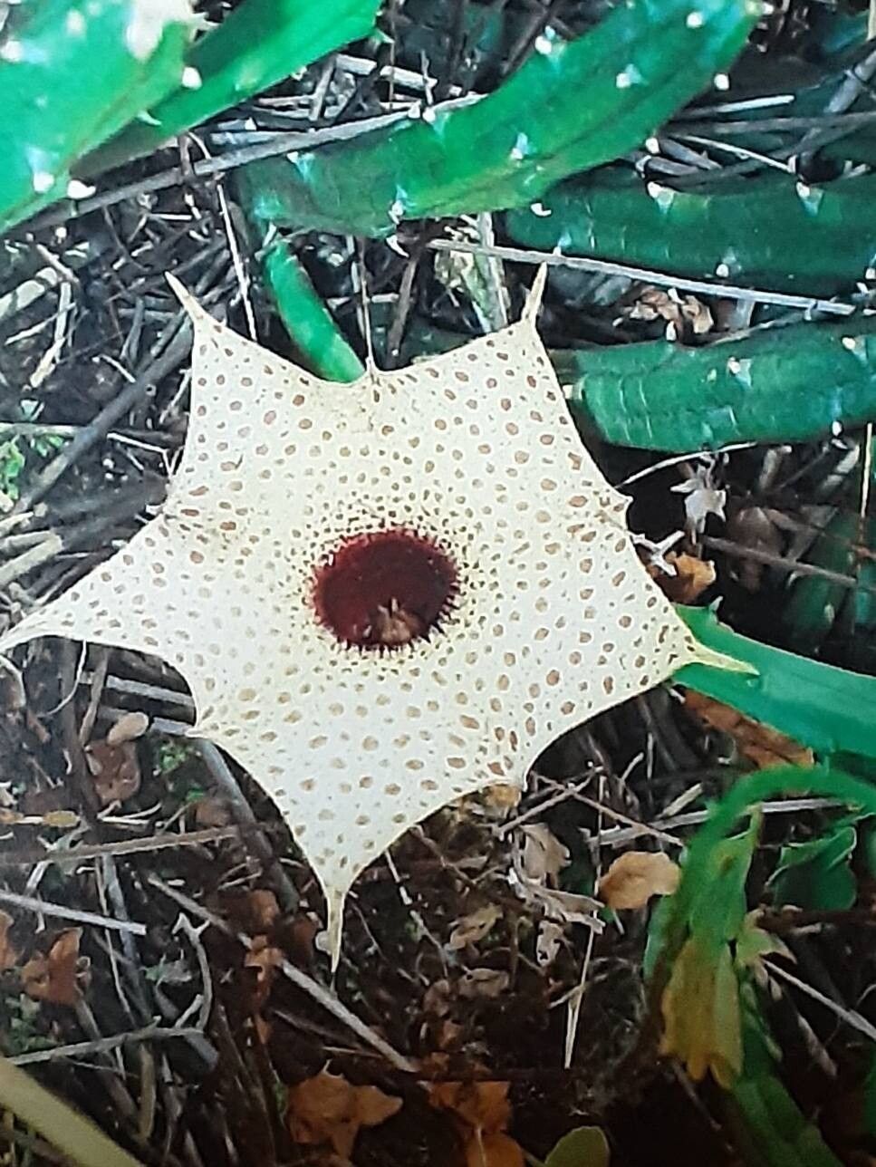 Huernia occulta — search result for 'Huernia'