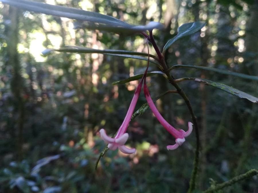 Psychotria monanthos — houseplant care guide