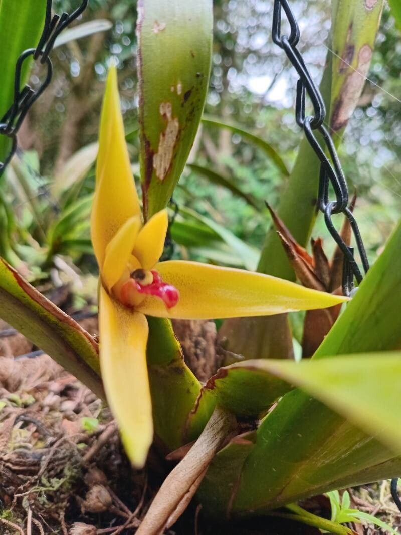 Maxillaria discolor flower