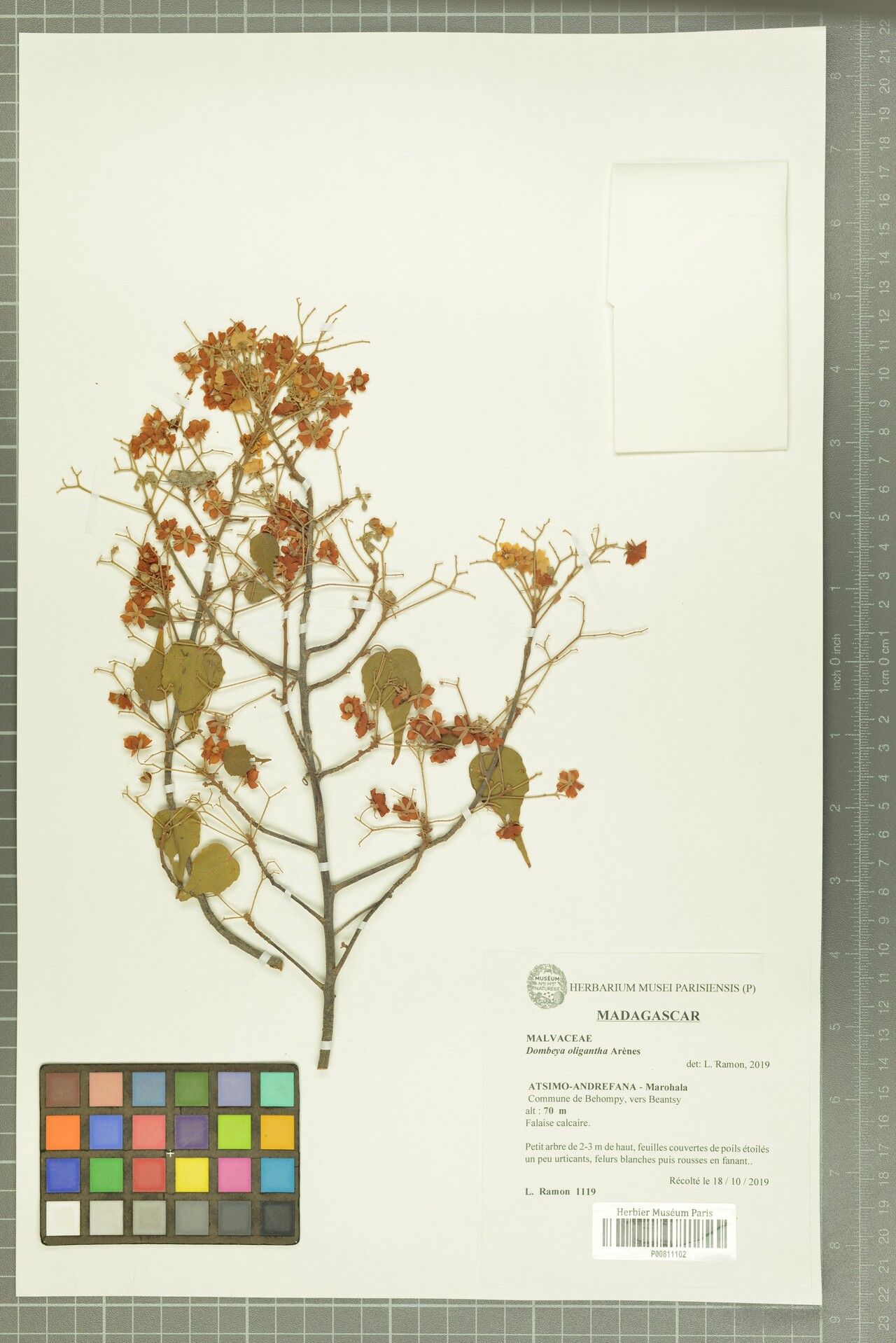 Dombeya oligantha — houseplant care guide