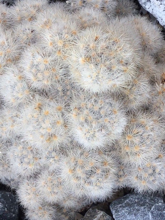 Mammillaria gracilis — search result for 'Cactaceae'