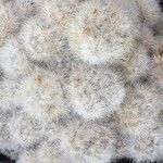 Mammillaria gracilis