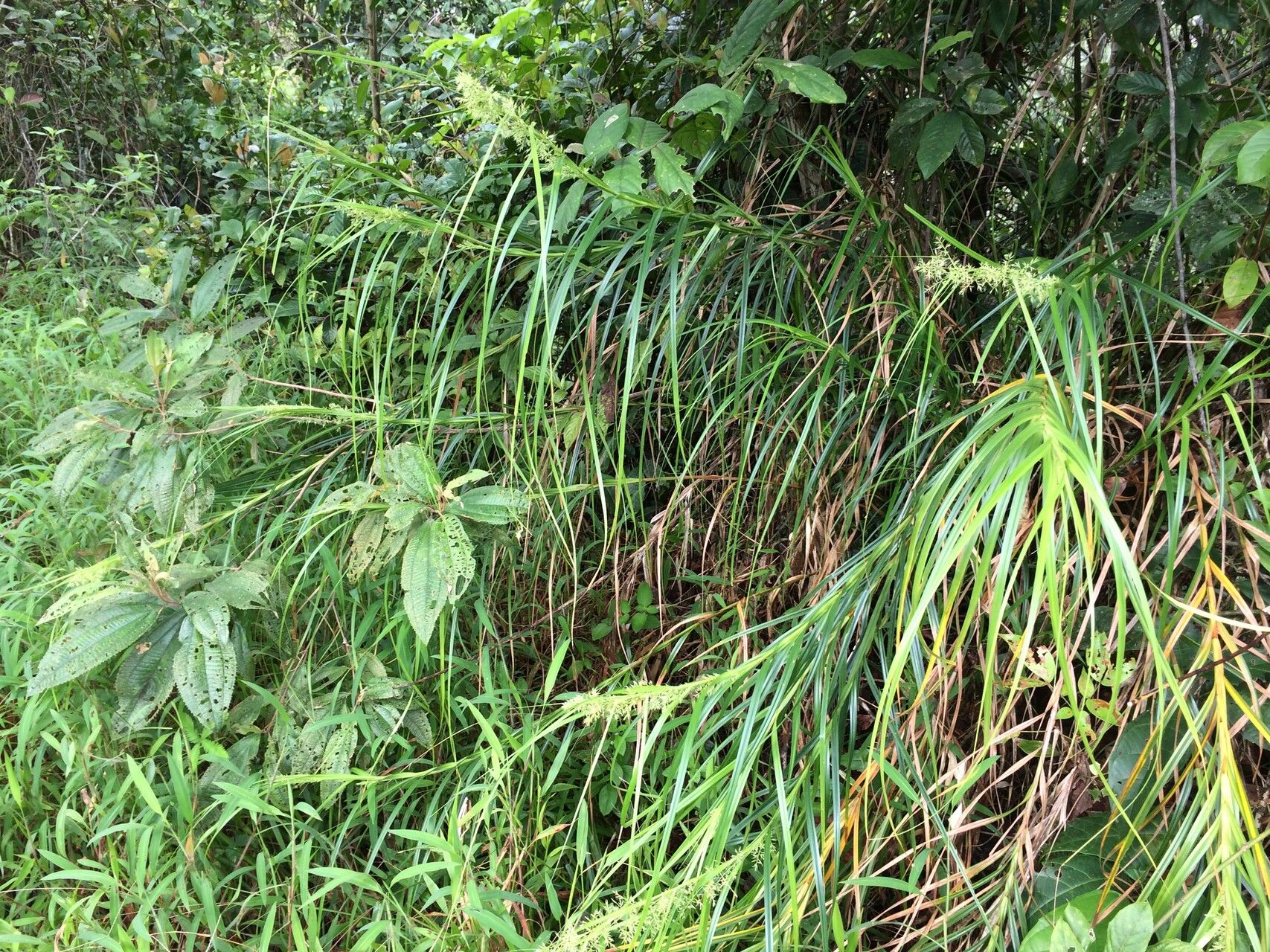 Rhynchospora tuerckheimii habit