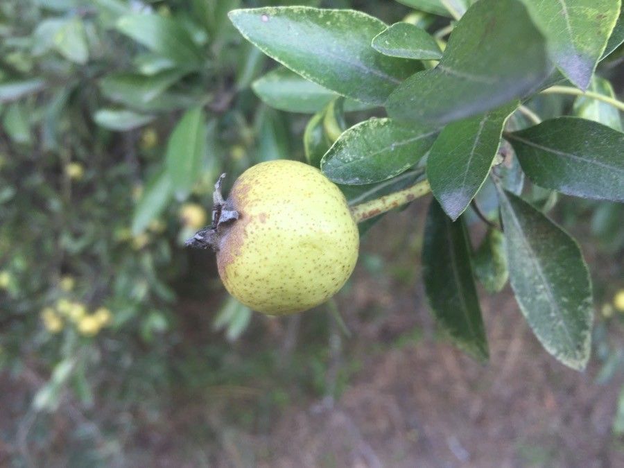 Pyrus amygdaliformis fruit