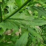 Erechtites hieraciifolius