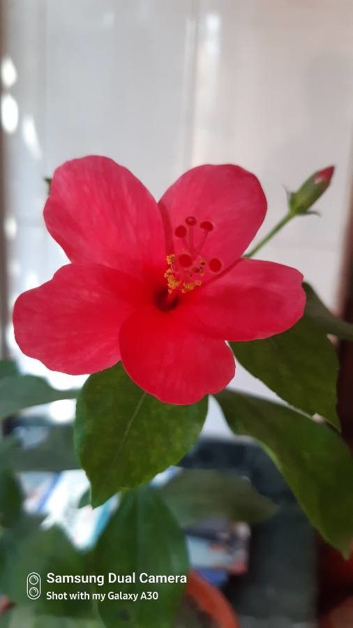 Hibiscus martianus flower