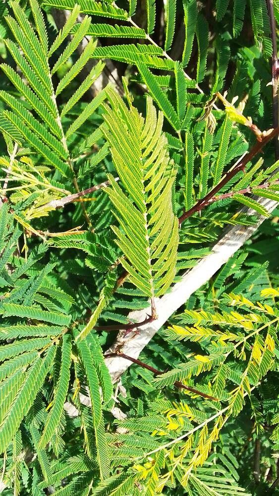 Senegalia brevispica — houseplant care guide