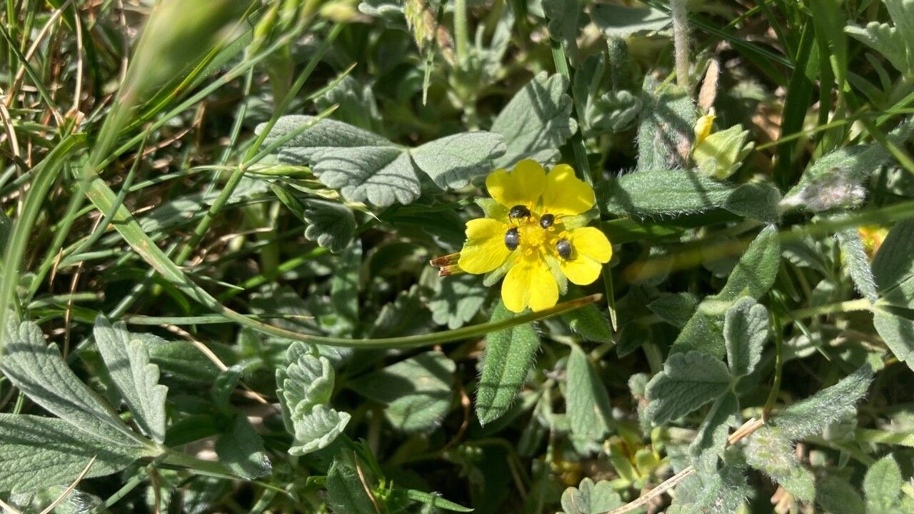 Potentilla velutina flower