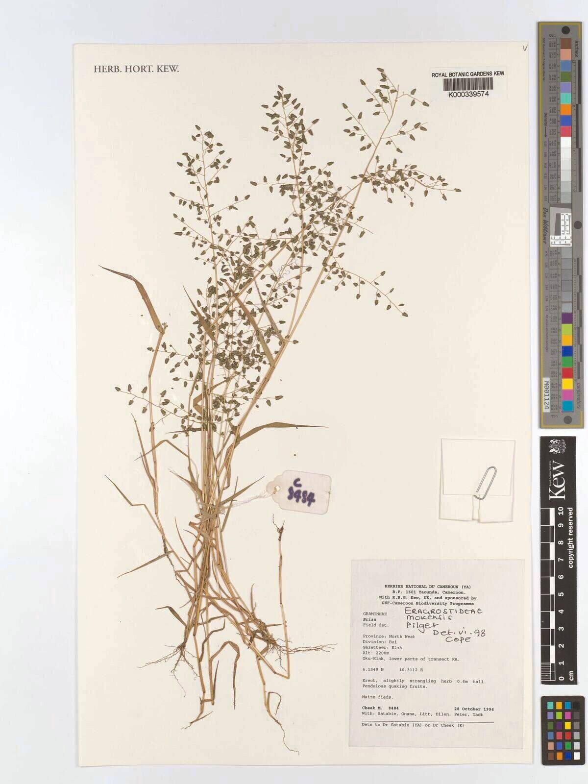 Eragrostis mokensis — search result for 'Eragrostis'