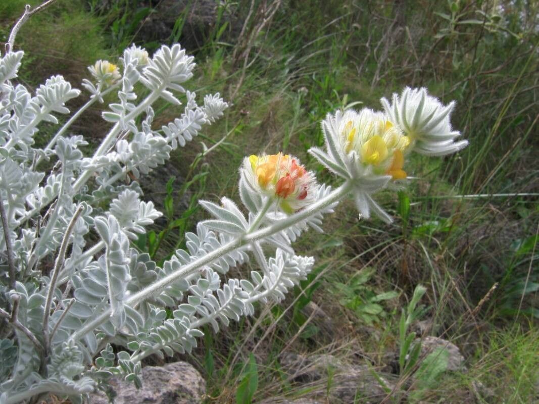 Anthyllis tejedensis flower