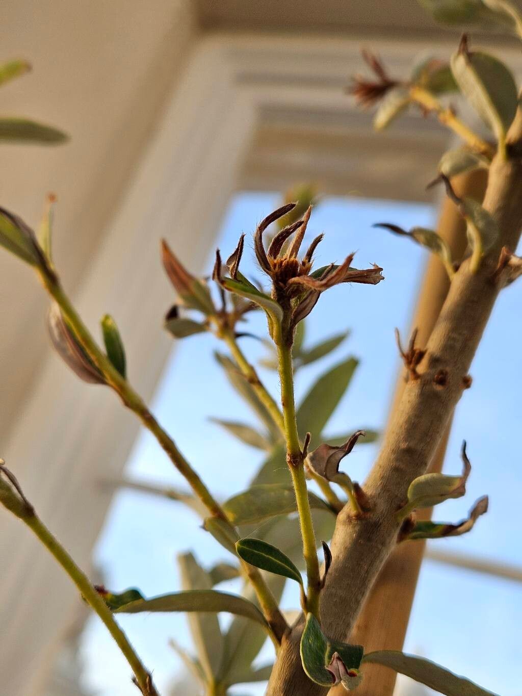 Banksia verticillata flower