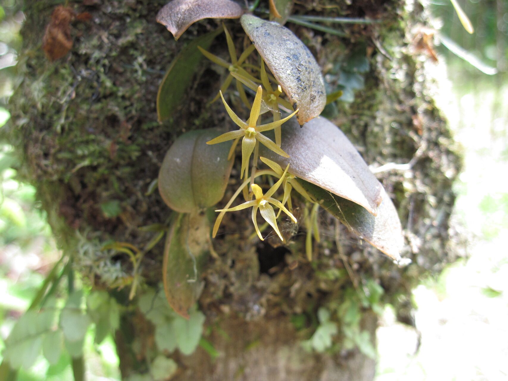 Aerangis seegeri — search result for 'Aerangis'