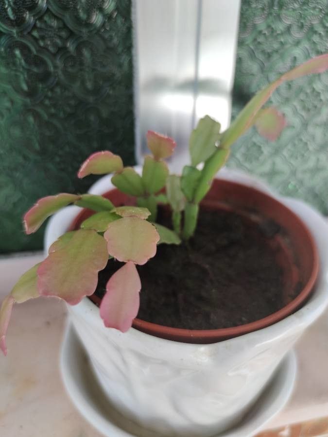 Rhipsalidopsis gaertneri