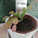 Rhipsalidopsis gaertneri